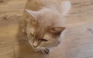 アポスティーユ認証付戸籍謄本翻訳