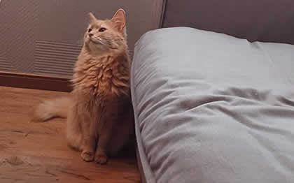 アポスティーユ証明付き公式翻訳