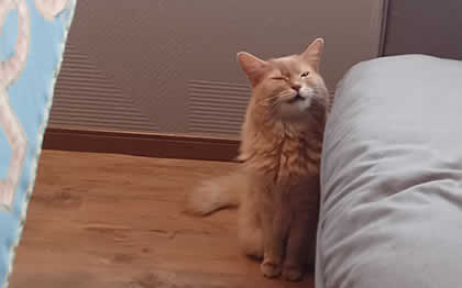 アポスティーユ証明付き公式翻訳